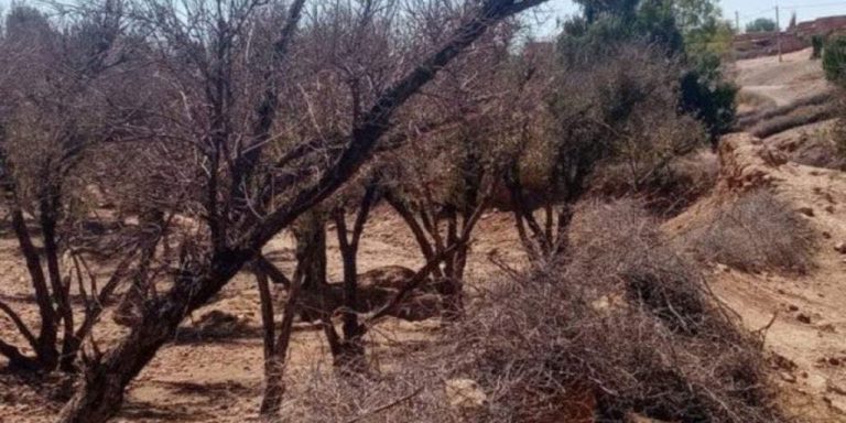 ” جفاف ” أشجار الزيتون بالفقيه بنصالح وقلعة السراغنة يصل للبرلمان