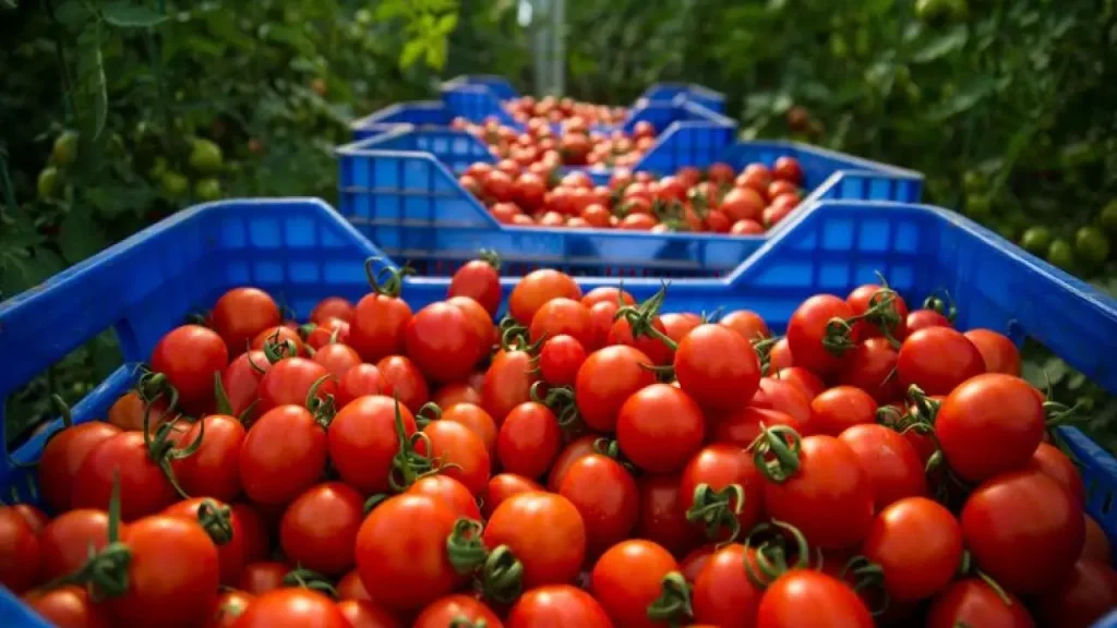 الطماطم المغربية تكتسح السوق البريطاني وتزيح إسبانيا