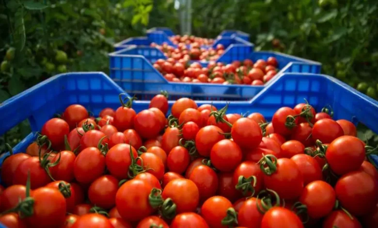الطماطم المغربية تكتسح السوق البريطاني وتزيح إسبانيا الطماطم المغربية تكتسح السوق البريطاني وتزيح إسبانيا