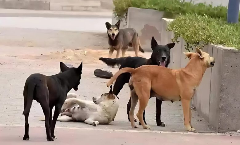 هجوم كلب مسعور يثير القلق في إقليم اشتوكة أيت باها هجوم كلب مسعور يثير القلق في إقليم اشتوكة أيت باها