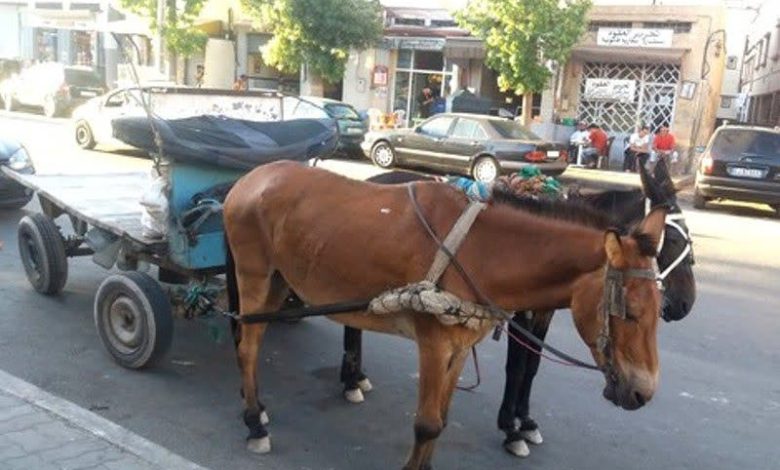 بني ملال.. حملة أمنية تستهدف تجاوزات أصحاب العربات المجرورة بالداوب بني ملال.. حملة أمنية تستهدف تجاوزات أصحاب العربات المجرورة بالداوب