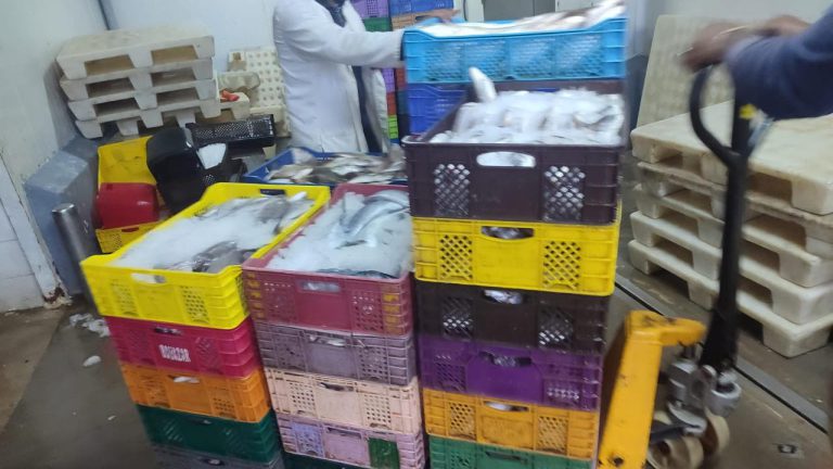 ضبط كميات من الأسماك المهربة بمستودعات سرية بالداخلة