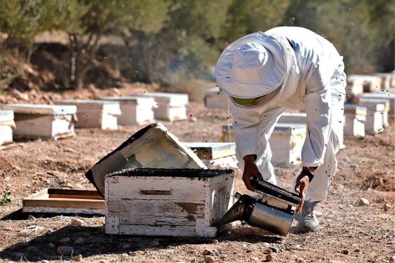 قرار تخفيض الرسوم الجمركية على العسل تهدد 36 ألف أسرة من مربي النحل