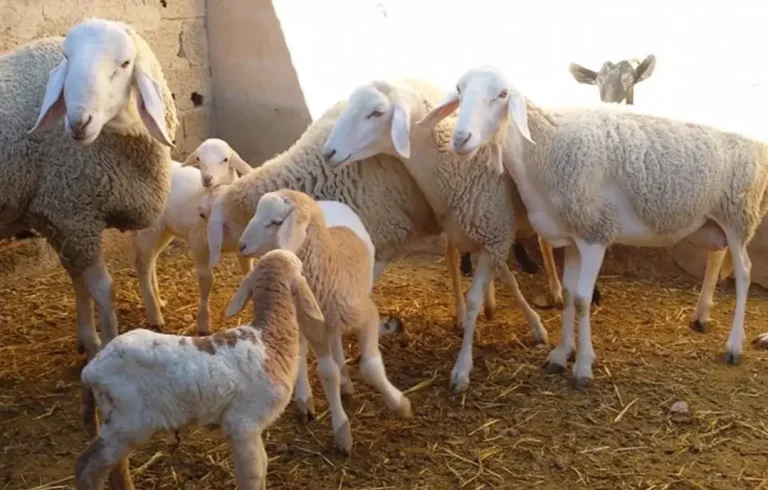 لحماية القطيع الوطني.. قرار جديد من وزارة  الفلاحة والصيد البحري