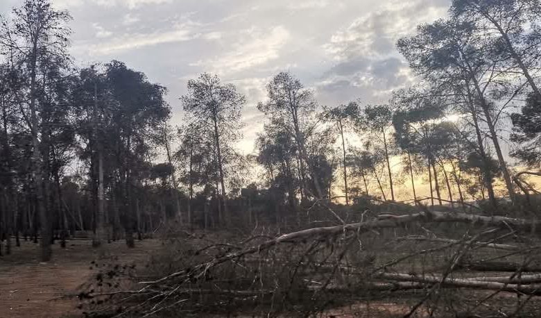 غابة المزامزة بسطات.. قطع وتطاول ومخلفات بناء (صور) غابة المزامزة بسطات.. قطع وتطاول ومخلفات بناء (صور)