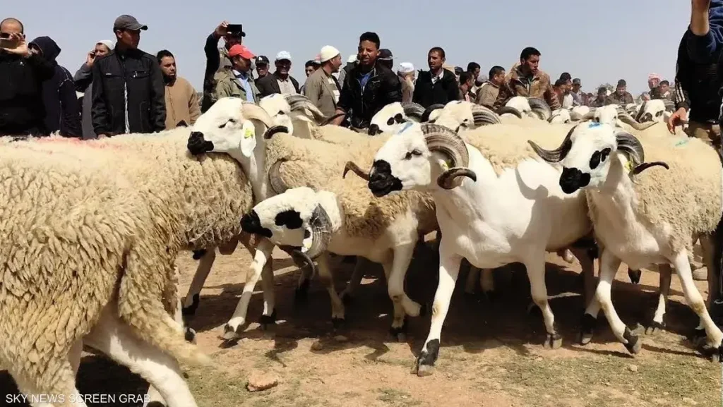 إحصاء قطيع الأغنام والماعز في درعة-تافيلالت يسير بنجاح