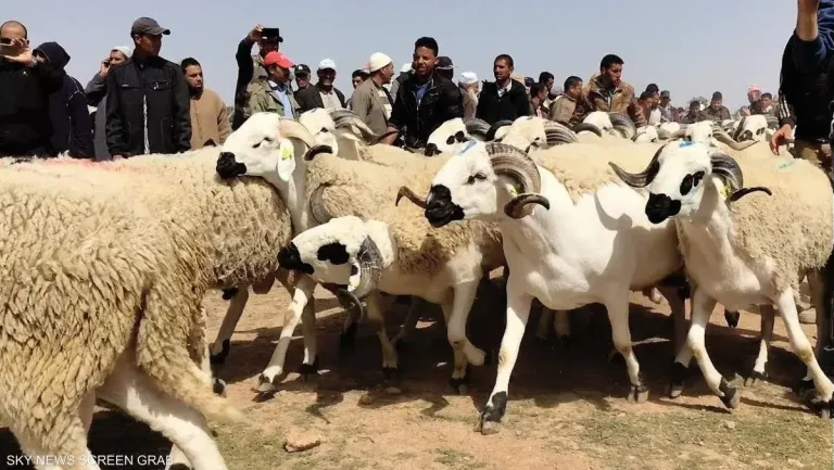 إحصاء قطيع الأغنام والماعز في درعة-تافيلالت يسير بنجاح