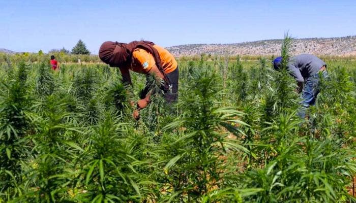 “القنب الهندي” .. لم يتم تسجيل أي خرق للضوابط القانونية “القنب الهندي” .. لم يتم تسجيل أي خرق للضوابط القانونية