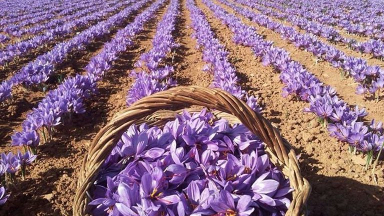 بركان .. زراعة الزعفران تجربة ناجحة في الزراعات البديلة