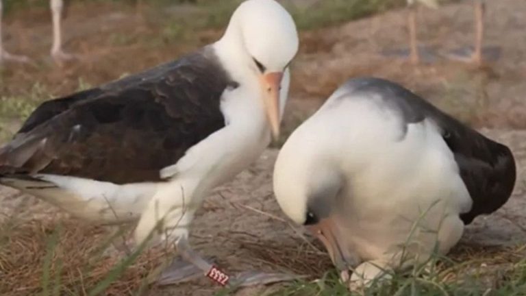 طائر مسن يفاجئ الجميع بوضع بيضة في عمر الـ74 عامًا (فيديو)