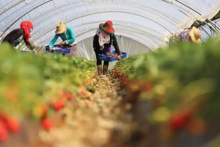 عمال مغاربة في أوروبا.. كفاح يومي وسط استغلال وقهر