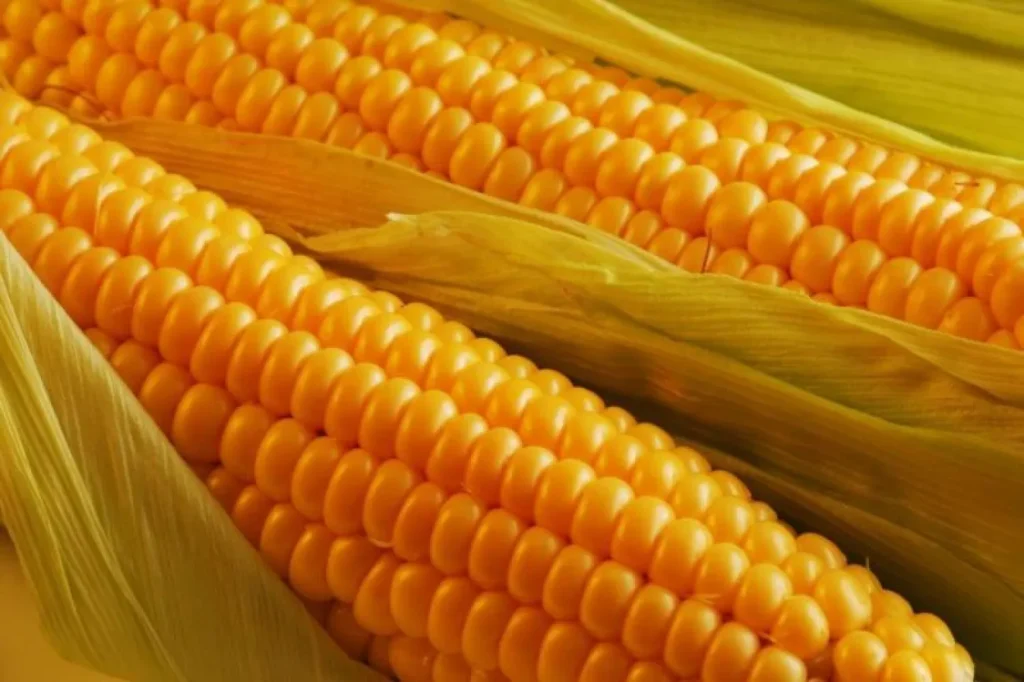 صادرات الذرة المغربية تتجاوز 21 ألف طن وإسبانيا تصبح أكبر مستورد