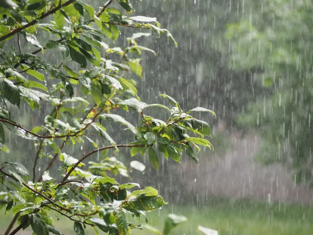 طقس الخميس.. زخات رعدية ورياح قوية ببعض المناطق