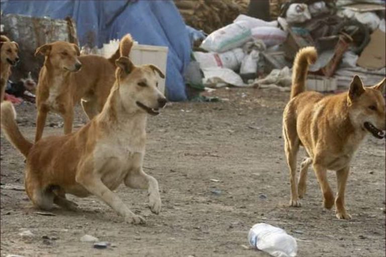 ساكنة بني يخلف تنتقد المجلس الجماعي بسبب فشله في ملف الكلاب الضالة
